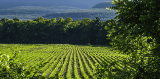 Agronegócio é parte da solução para mudanças climáticas Agronegócio é parte da solução para mudanças climáticas