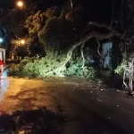 Chuva causa queda de árvores em diferentes pontos de Botucatu