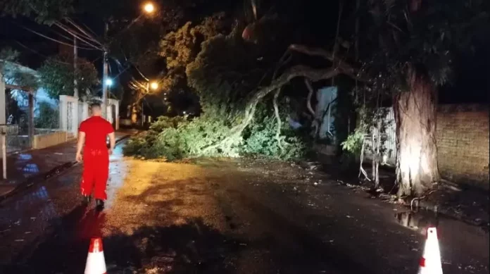 chuva-arvore-botucatu-080224