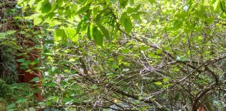 Abrasel qualifica cerca de 60 mil pessoas em práticas ASG