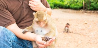 Foz ganha novo espaço de conexão com a natureza e animais