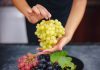 Estudo aponta que uvas fazem bem para a saúde do coração