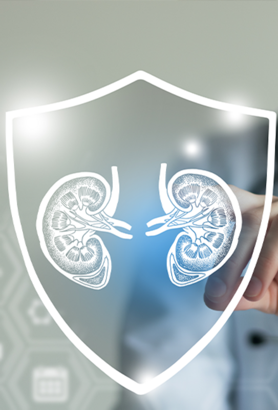 Especialista da Bayer explica a relação entre rins e coração Especialista da Bayer explica a relação entre rins e coração