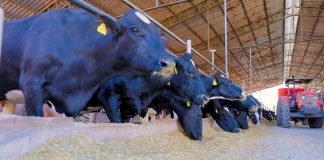 Cientistas testam bens sustentáveis para contole parasitário Cientistas testam bens sustentáveis para contole parasitário