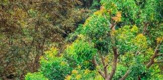 Turismo regenerativo coloca a natureza no centro desta atividade