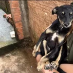 Mulher é presa em flagrante por maus-tratos a cães em Botucatu