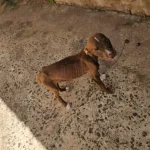 Jovem grávida é presa por maus-tratos a filhote em Botucatu durante operação da Polícia Civil
