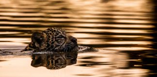 Fotografia fine art destaca conservação ambiental em revista