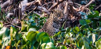 Felipe Cuoco expõe “O Chamado do Pantanal” em São Paulo Felipe Cuoco expõe "O Chamado do Pantanal" em São Paulo