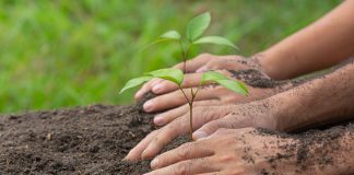 Promessas climáticas podem exigir 1 bilhão de hectares Promessas climáticas podem exigir 1 bilhão de hectares