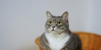 Elanco lança solução para tratar sintomas de DRC em gatos Elanco lança solução para tratar sintomas de DRC em gatos