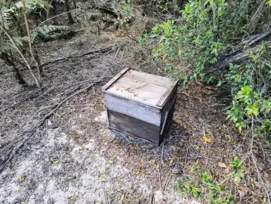 Apiários ilegais são encontrados em fazendas durante operação da Polícia Civil em Itatinga