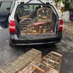 Polícia Civil resgata aves silvestres mantidas em cativeiro em Botucatu durante operação contra crimes ambientais