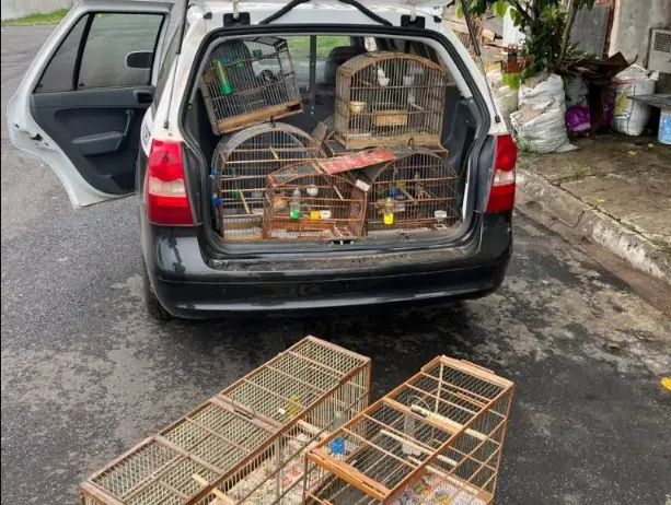 botucatu-aves-resgatadas-070425