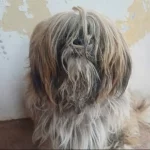 Mulher é presa em flagrante por maus-tratos a cachorro em Botucatu