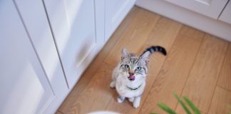 Hill’s apresenta SD Cuidado Urinário e Controle de Bolas de Pelo para felinos Hill's apresenta SD Cuidado Urinário e Controle de Bolas de Pelo para felinos