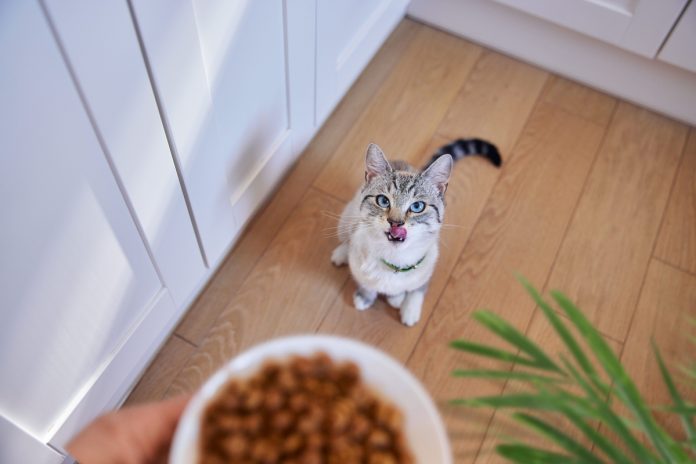 Hill's apresenta SD Cuidado Urinário e Controle de Bolas de Pelo para felinos Hill's apresenta SD Cuidado Urinário e Controle de Bolas de Pelo para felinos