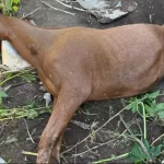 Égua agoniza por fome e sede em terreno baldio de Botucatu e morre antes de ser resgatada
