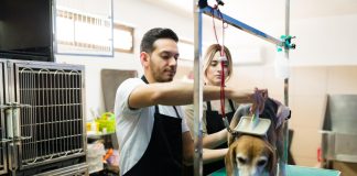 CEO lista dicas e tendências para profissionais do setor pet CEO lista dicas e tendências para profissionais do setor pet