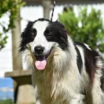 Botucatu: Canil Municipal promove nova Feira de Adoção de cães neste sábado, 31
