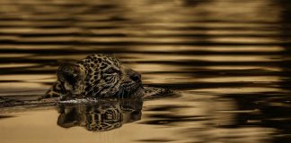 Felipe Cuoco estreia na França com série sobre o Pantanal Felipe Cuoco estreia na França com série sobre o Pantanal