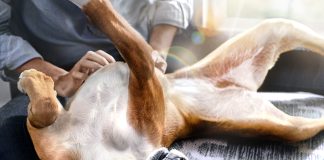 Hill’s reforça importância das fibras na saúde intestinal e bem-estar de pets Hill's reforça importância das fibras na saúde intestinal e bem-estar de pets