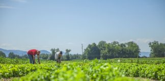 Excedentes da agricultura viram renda com apoio industrial Excedentes da agricultura viram renda com apoio industrial