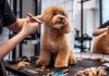 Profissão grooming está muito além de banho e tosa de pet Profissão grooming está muito além de banho e tosa de pet