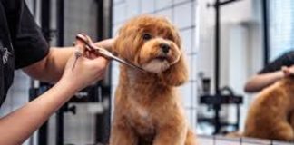 Profissão grooming está muito além de banho e tosa de pet Profissão grooming está muito além de banho e tosa de pet