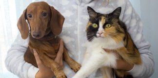 Lei contra realização de tatuagens e uso de piercings em cães e gatos é novidade Lei contra realização de tatuagens e uso de piercings em cães e gatos é novidade