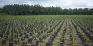 Grupo BBF fortalece a economia circular na Amazônia Grupo BBF fortalece a economia circular na Amazônia