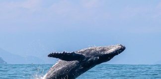 Litoral Norte de SP inicia temporada de baleias-jubarte e impulsiona turismo