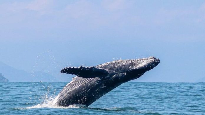 Litoral Norte de SP inicia temporada de baleias-jubarte e impulsiona turismo Litoral Norte de SP inicia temporada de baleias-jubarte e impulsiona turismo