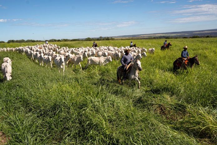 Grupo Bom Jesus avança com integração lavoura-pecuária