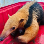 Tamanduá-mirim invade empresa em Botucatu e é resgatado pela GCM