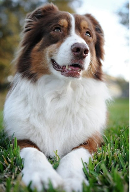 Viajar em segurança junto com pets é uma tendência Viajar em segurança junto com pets é uma tendência