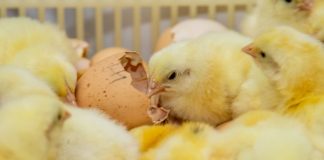 Biosseguridade na indústria garante consumo de frango seguro Biosseguridade na indústria garante consumo de frango seguro