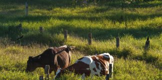 Fazenda no DF investe na produção de leite A2A2 orgânico Fazenda no DF investe na produção de leite A2A2 orgânico