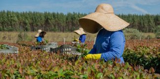 Eucatex integra lista de líderes globais em sustentabilidade