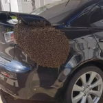Abelhas migratórias exigem atenção e cuidado em Botucatu, alerta VAS