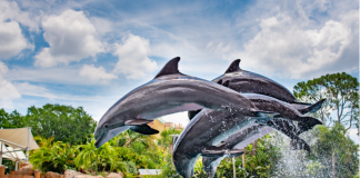 Brasileiros compram mais ingressos para parques na Flórida