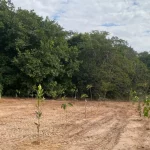 Botucatu chega a 1.000 árvores plantadas neste primeiro semestre