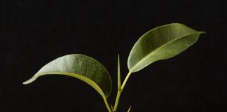 Créditos de carbono poderão quitar impostos no agronegócio