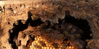 Festa do Mel: tradição Guajajara é retomada