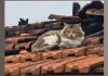 Gato que sobreviveu a incêndio é resgatado de casa destruída em Botucatu