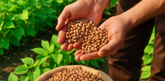 Brasil investe em potássio para reduzir dependência externa