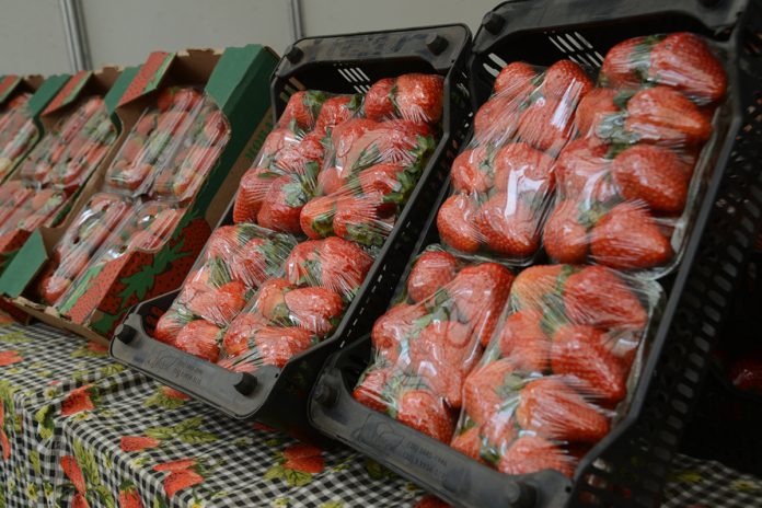 Festa de Flores e Morangos de Atibaia celebra sua 43ª edição Festa de Flores e Morangos de Atibaia celebra sua 43ª edição