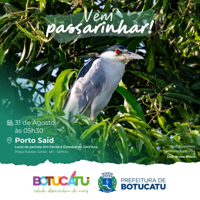 botucatu-vem-passarinhar-130825