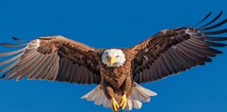 Águias disponibiliza 200 bolsas de inglês para jovens