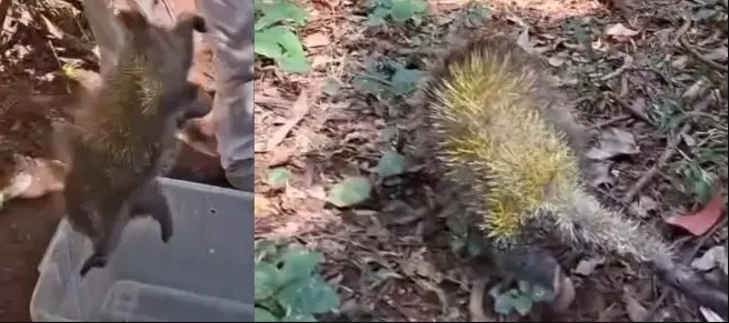 ourico-cacheiro-170825